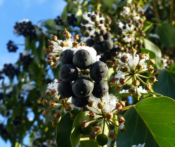 Baies du lierre commun (Hedera helix) © Thomas Teissier